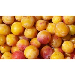 Mirabelles Lorraine (500g)