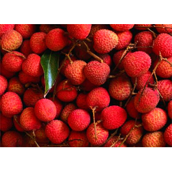 Litchis - Maison Philibon