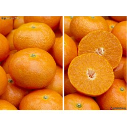 Mandarines (10/12 fruits)