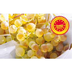 Raisin Chasselas MOISSAC AOP